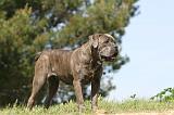 CANE CORSO 512